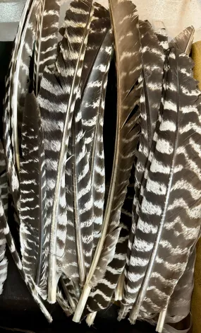 Natural Wild Turkey Feathers