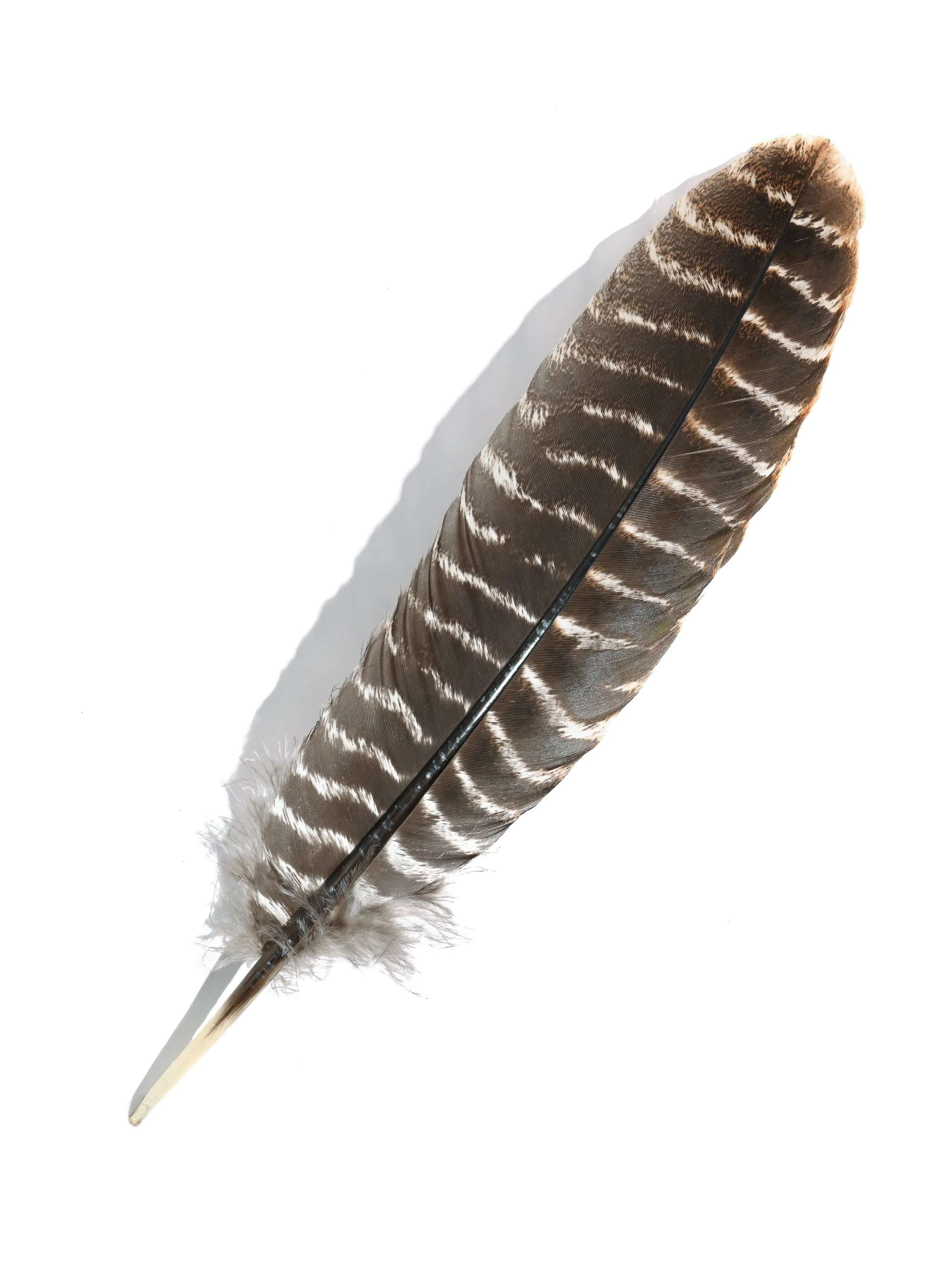 Turkey Feather