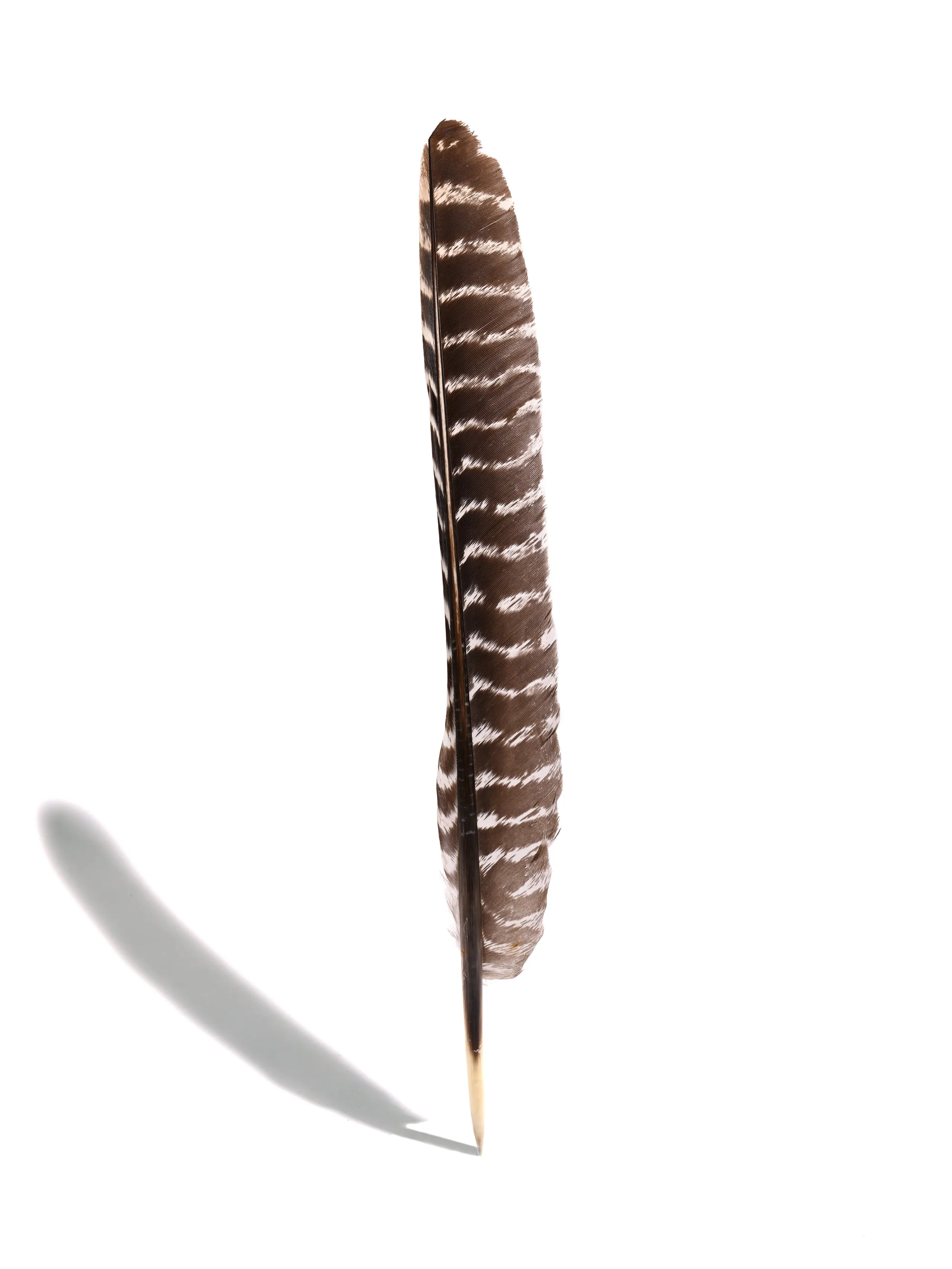 Turkey Feather