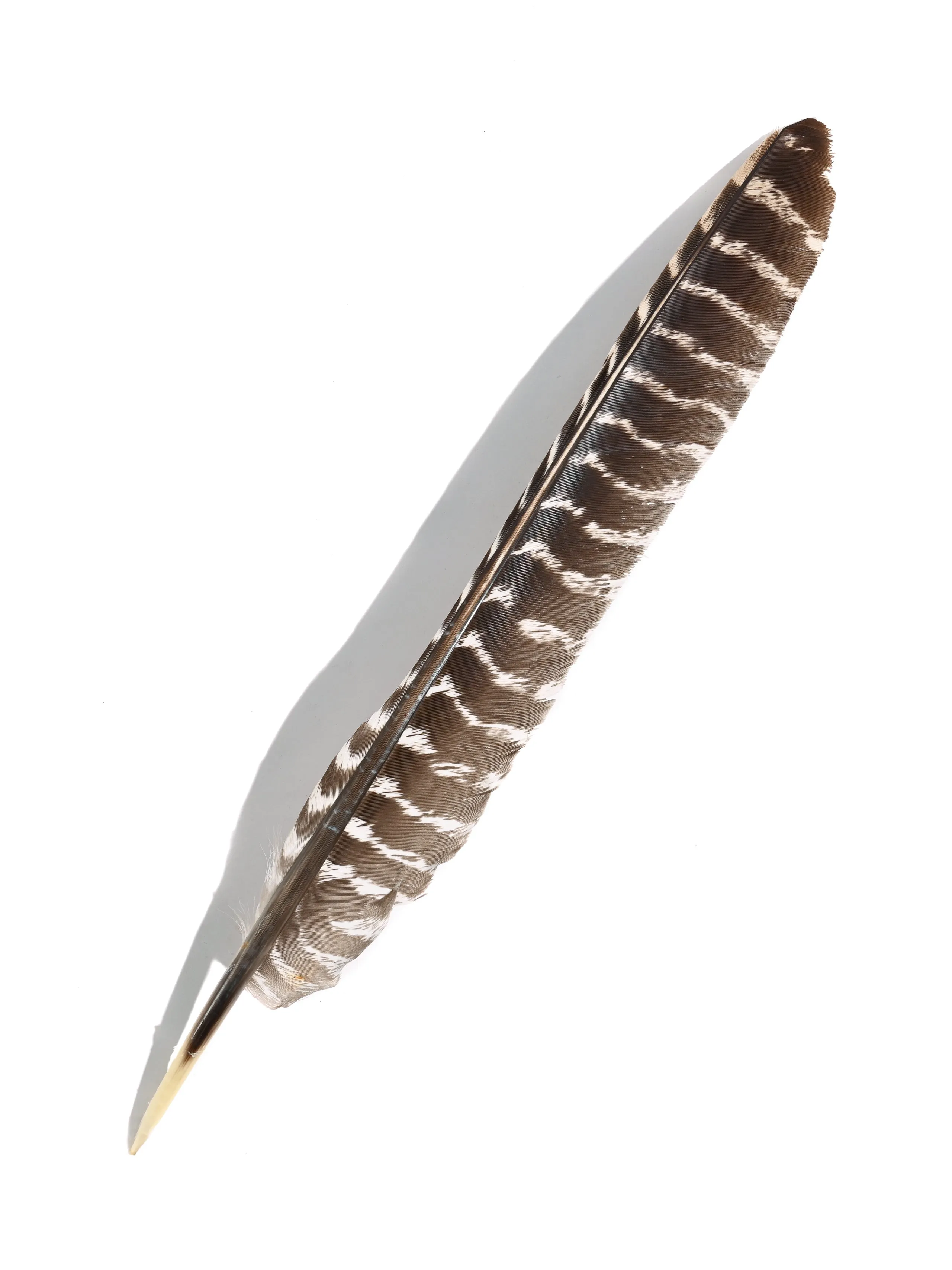 Turkey Feather